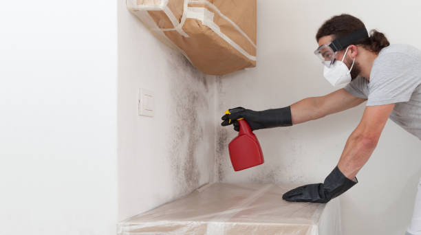 Basement Mold Remediation treatment on basement walls in Bellvue