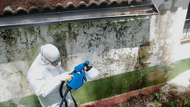 Mold Removal service in Bellvue